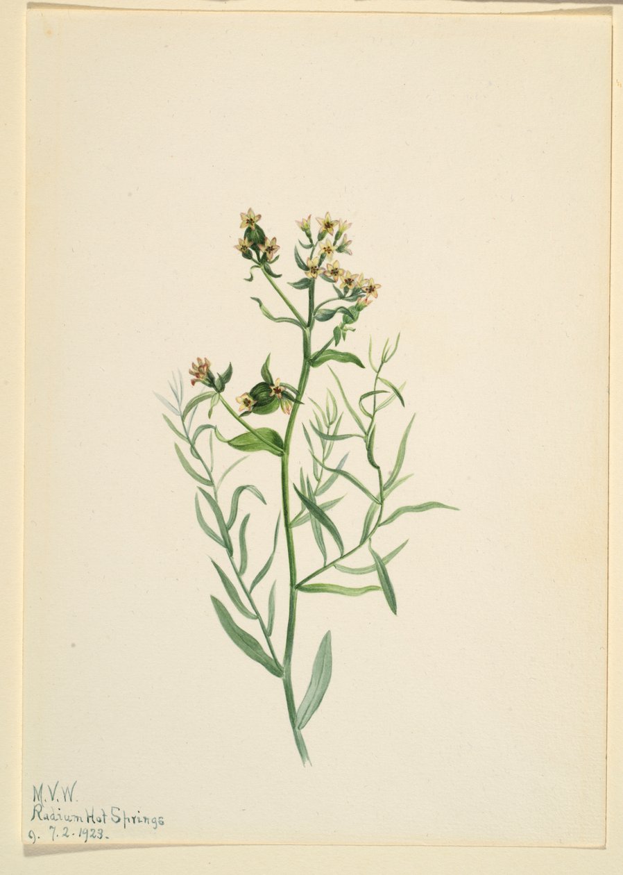 Bastard-Toadflax (Comandra pallida) von Mary Vaux Walcott