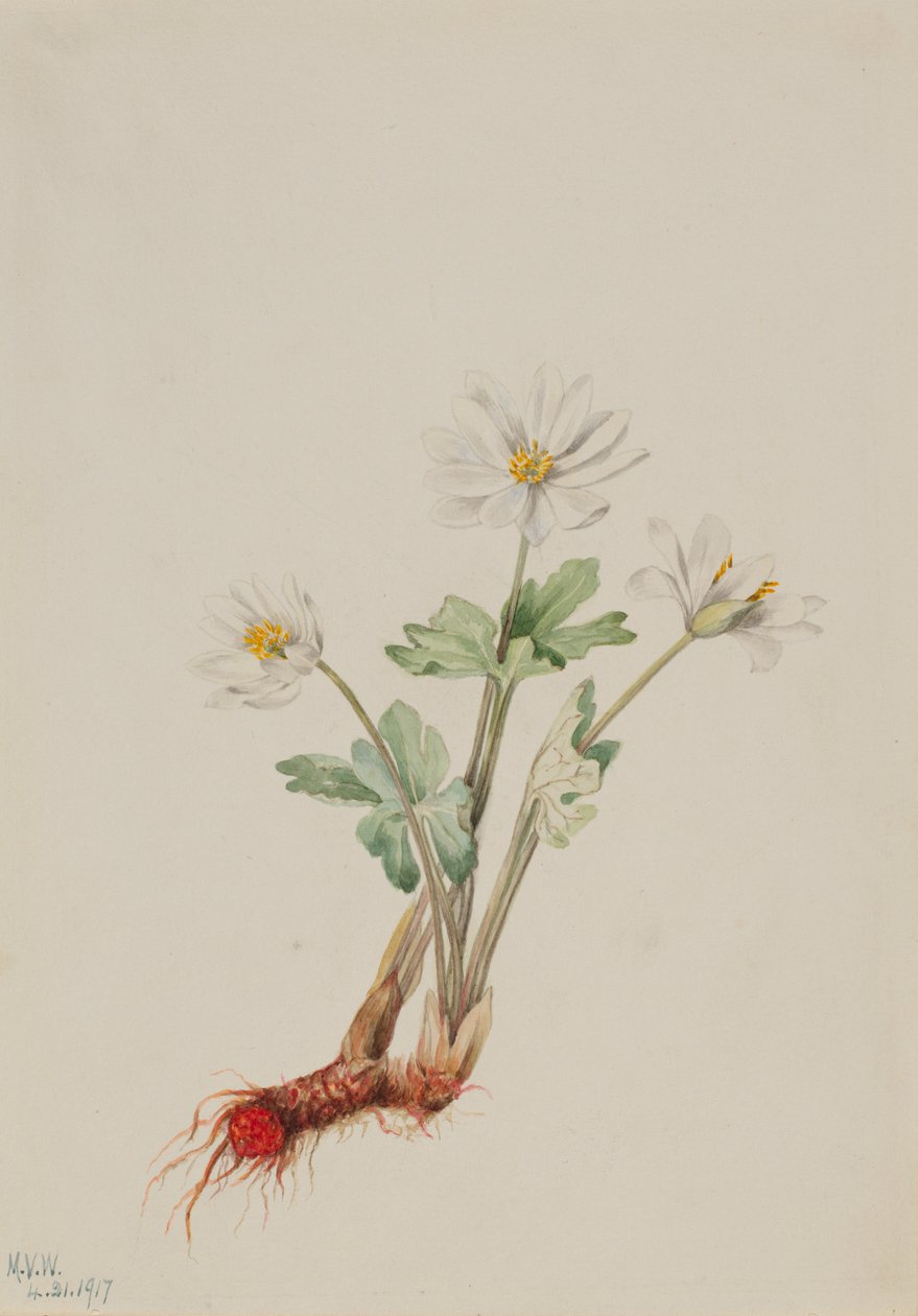 Blutwurz (Sanguinaria canadensis) von Mary Vaux Walcott