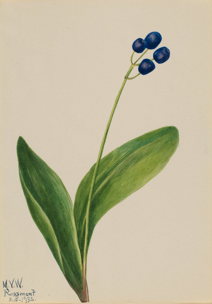 Blaue Perle Clintonia borealis von Mary Vaux Walcott