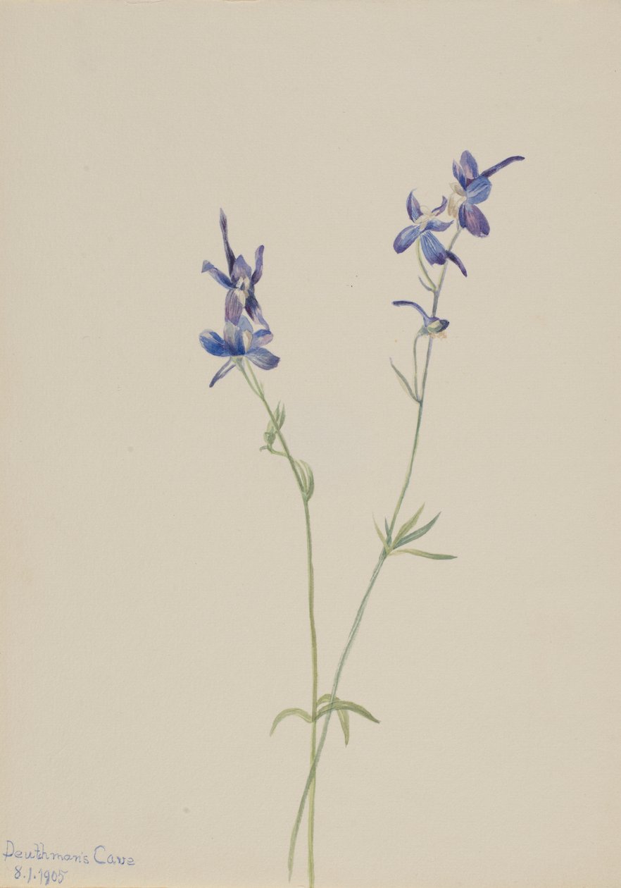 Blauer Rittersporn (Delphinium nuttallianum) von Mary Vaux Walcott