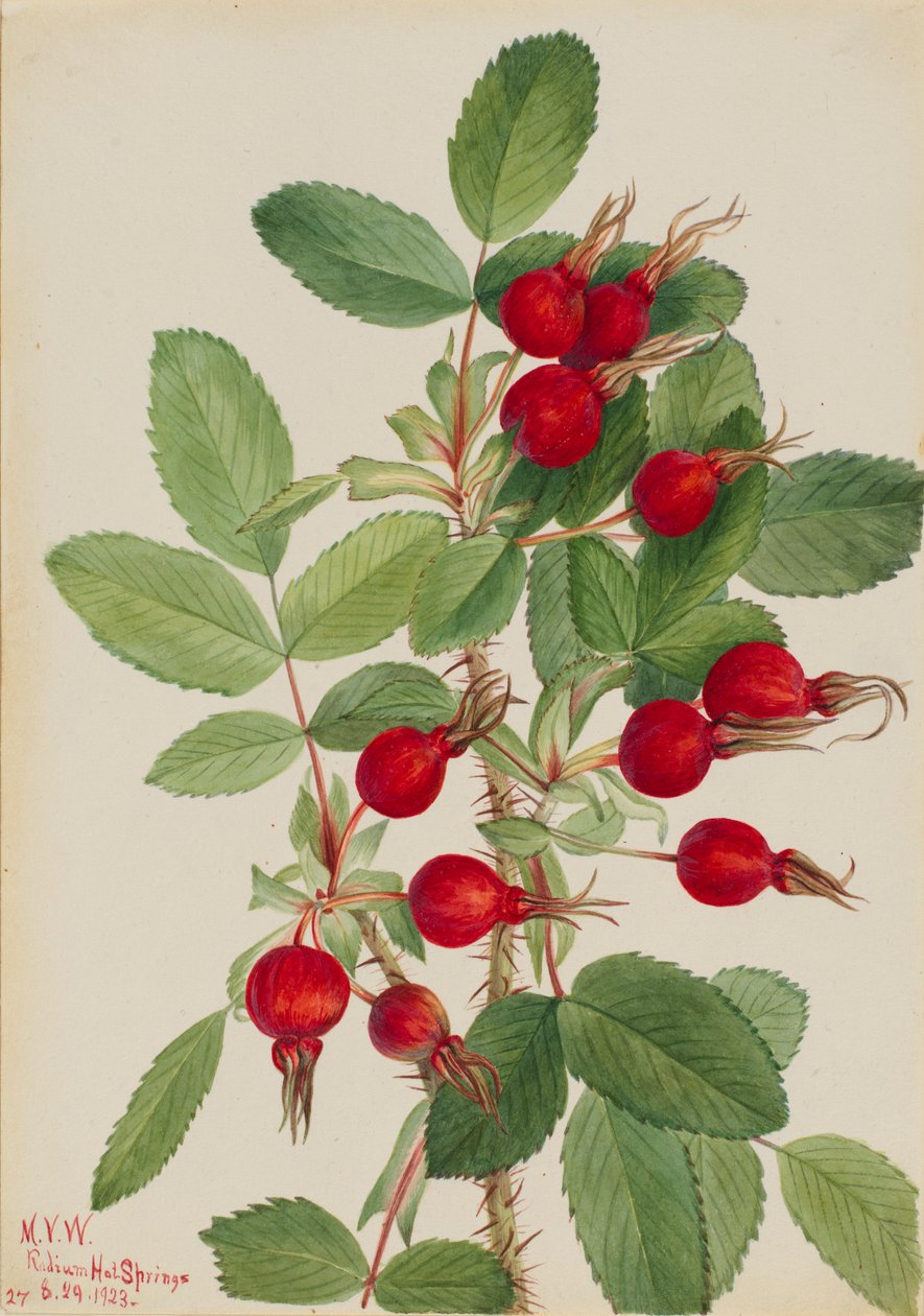 Bourgeau-Rose (Rosa bourgeauiana) von Mary Vaux Walcott