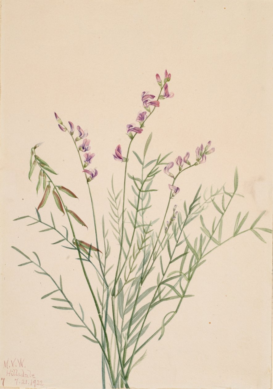 Burgess-Milchkraut Astragalus bourgovii, 1922 von Mary Vaux Walcott