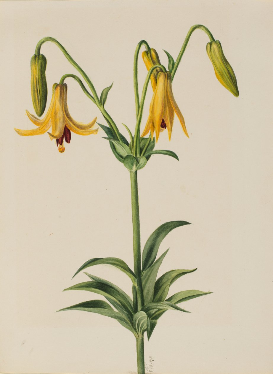 Kanadalilie (Lilium canadense) von Mary Vaux Walcott