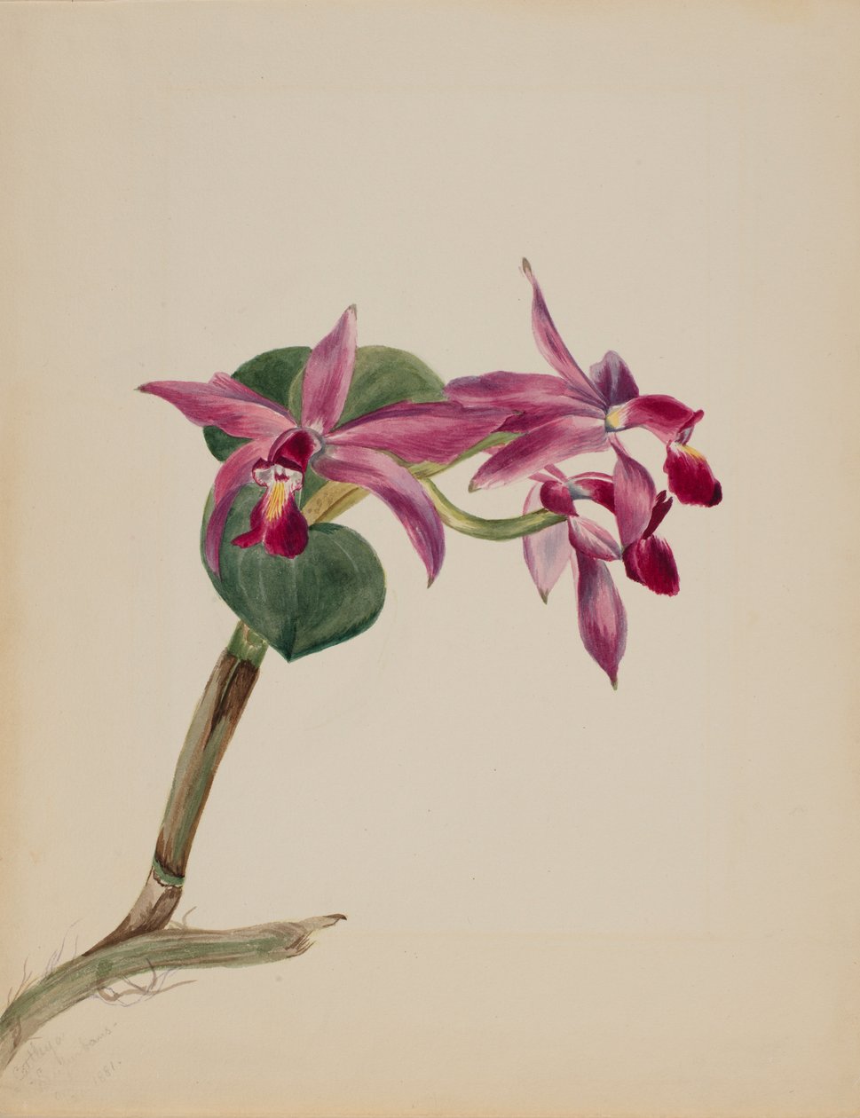 Cattlaya superbus von Mary Vaux Walcott