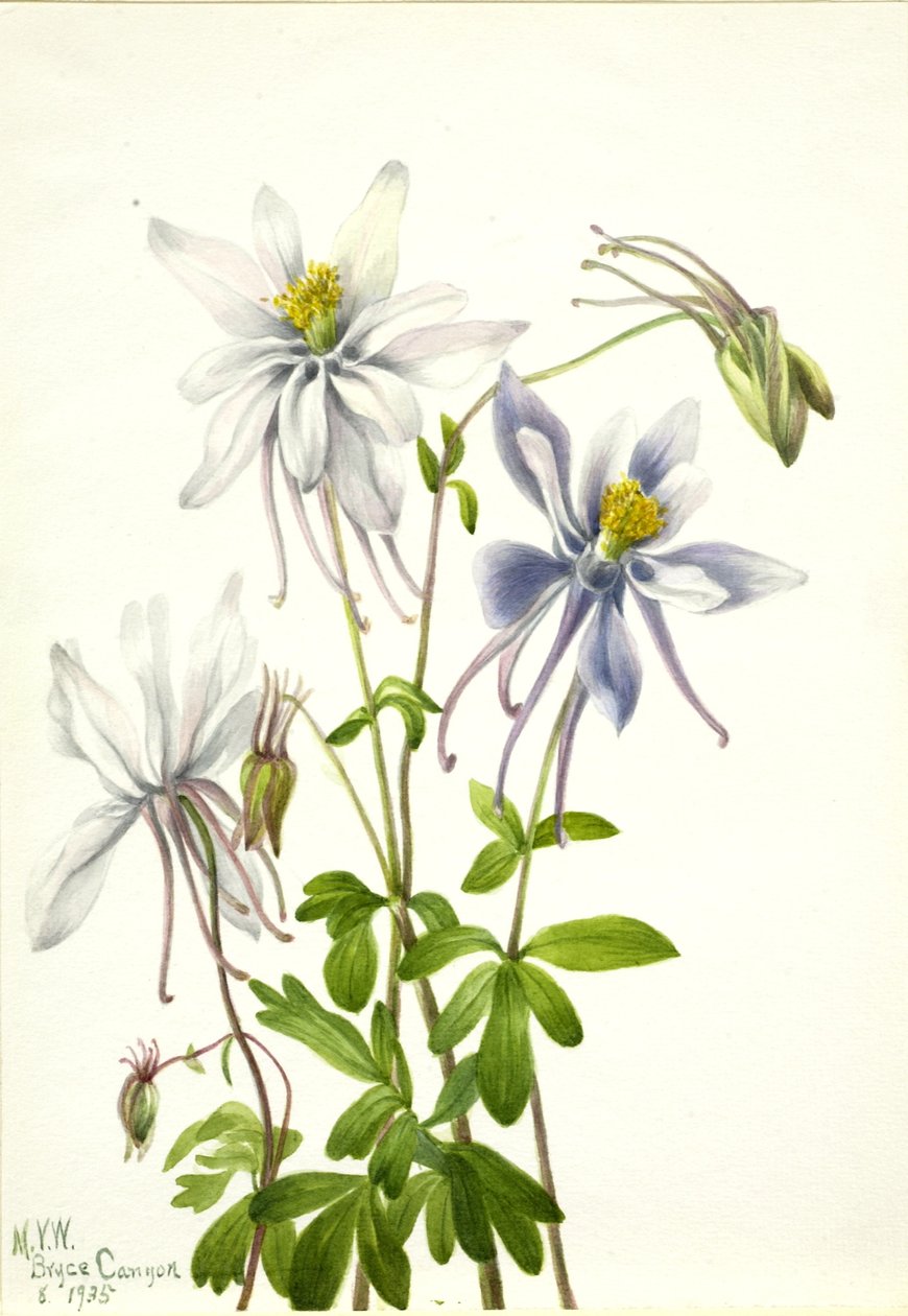 Akelei (Aquilegia ecalcarata) von Mary Vaux Walcott