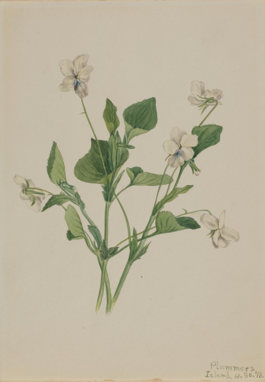 Cremeviolette Viola striata, 1918 von Mary Vaux Walcott