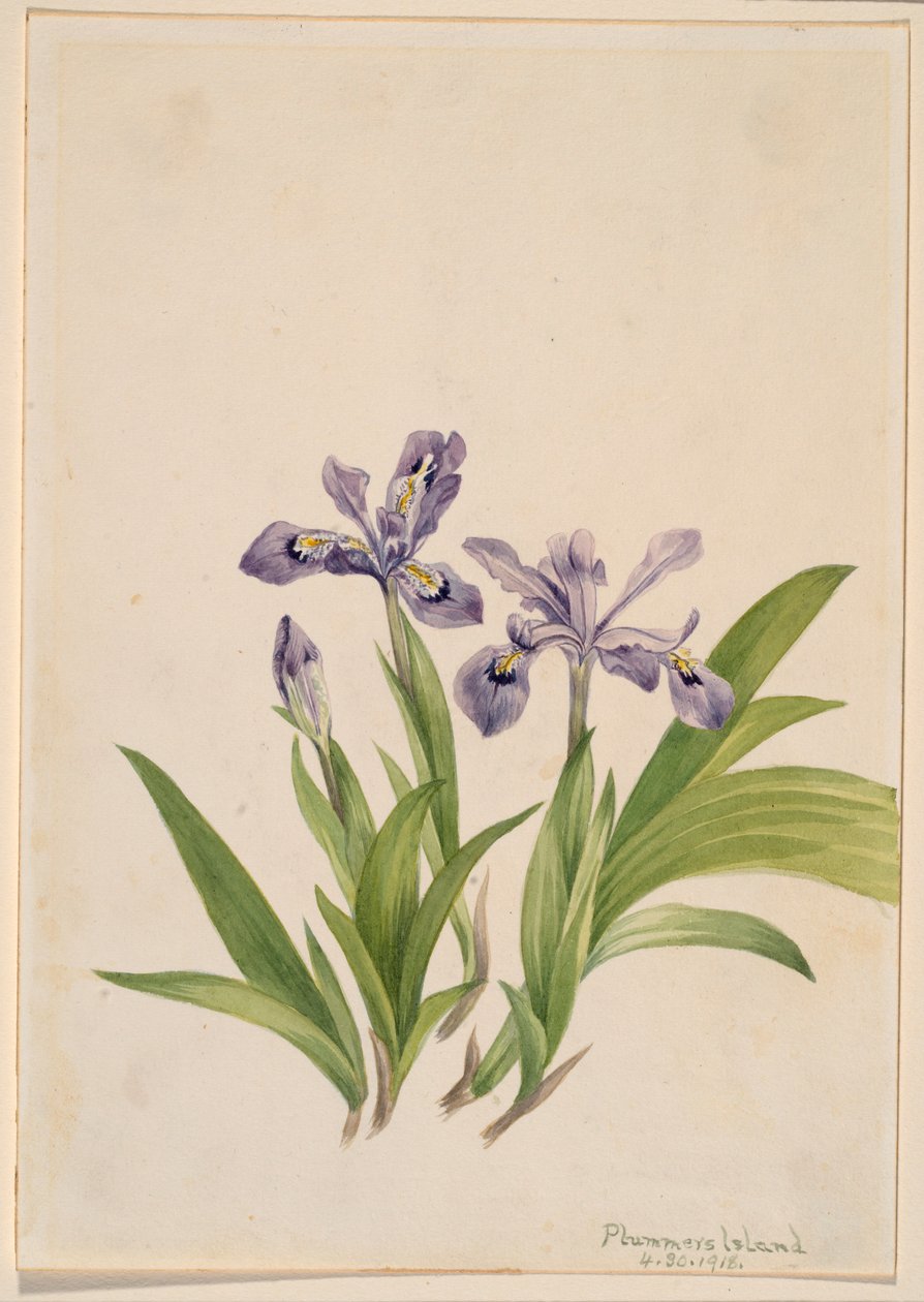 Kamm-Schwertlilie (Iris cristata) von Mary Vaux Walcott