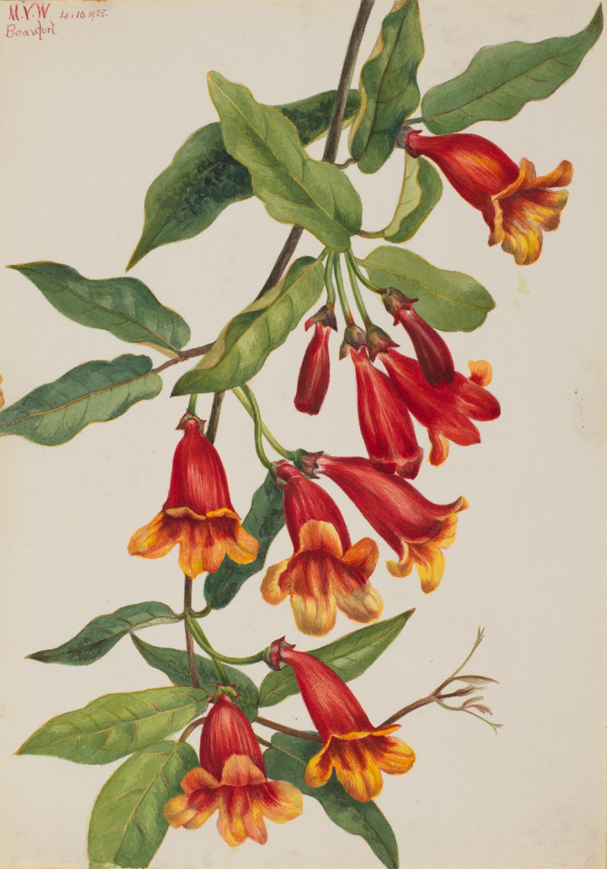 Kreuzrebe Anisostichus capreolatus, 1925 von Mary Vaux Walcott