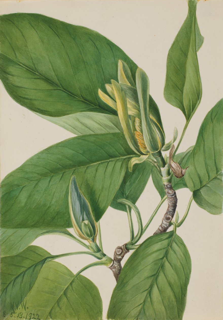 Gurkenbaum (Magnolia acuminata) von Mary Vaux Walcott
