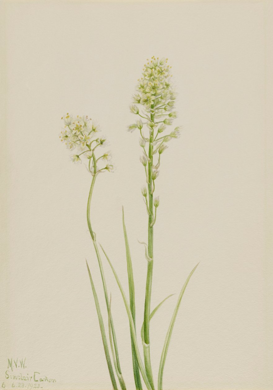 Todeskamas Zygadenus venenosus, 1923 von Mary Vaux Walcott