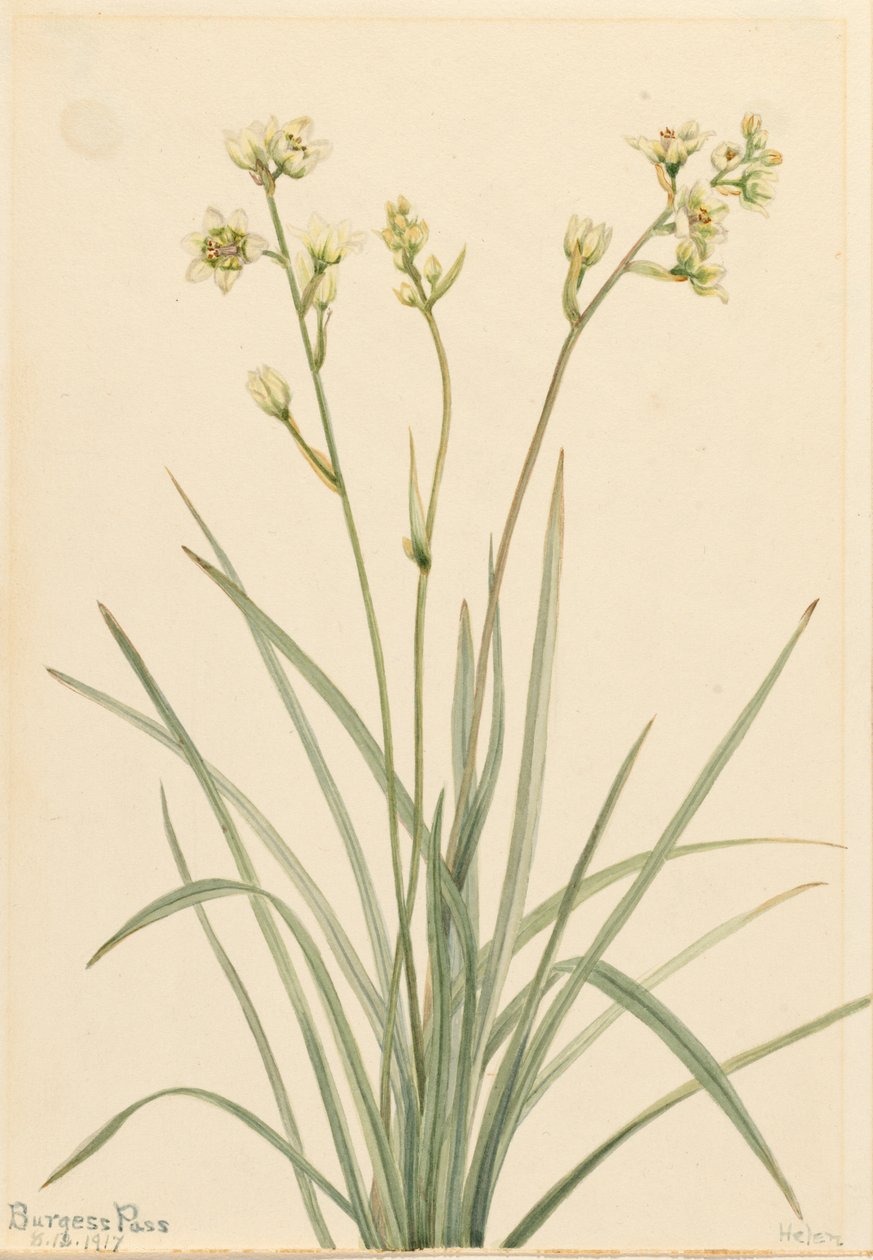 Deathcamas Zygadenus elegans, 1917 von Mary Vaux Walcott