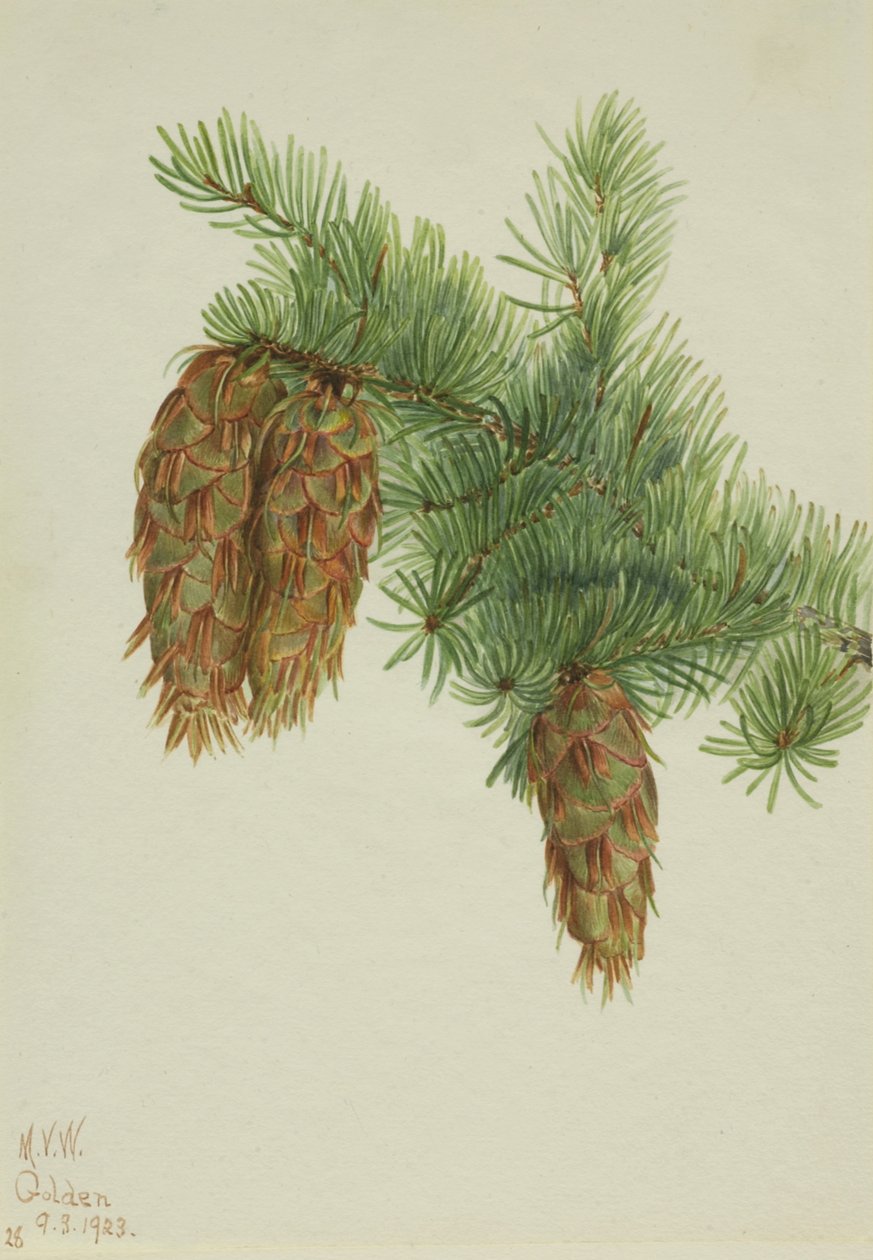 Douglasie Pseudotsuga mucronata, 1923 von Mary Vaux Walcott