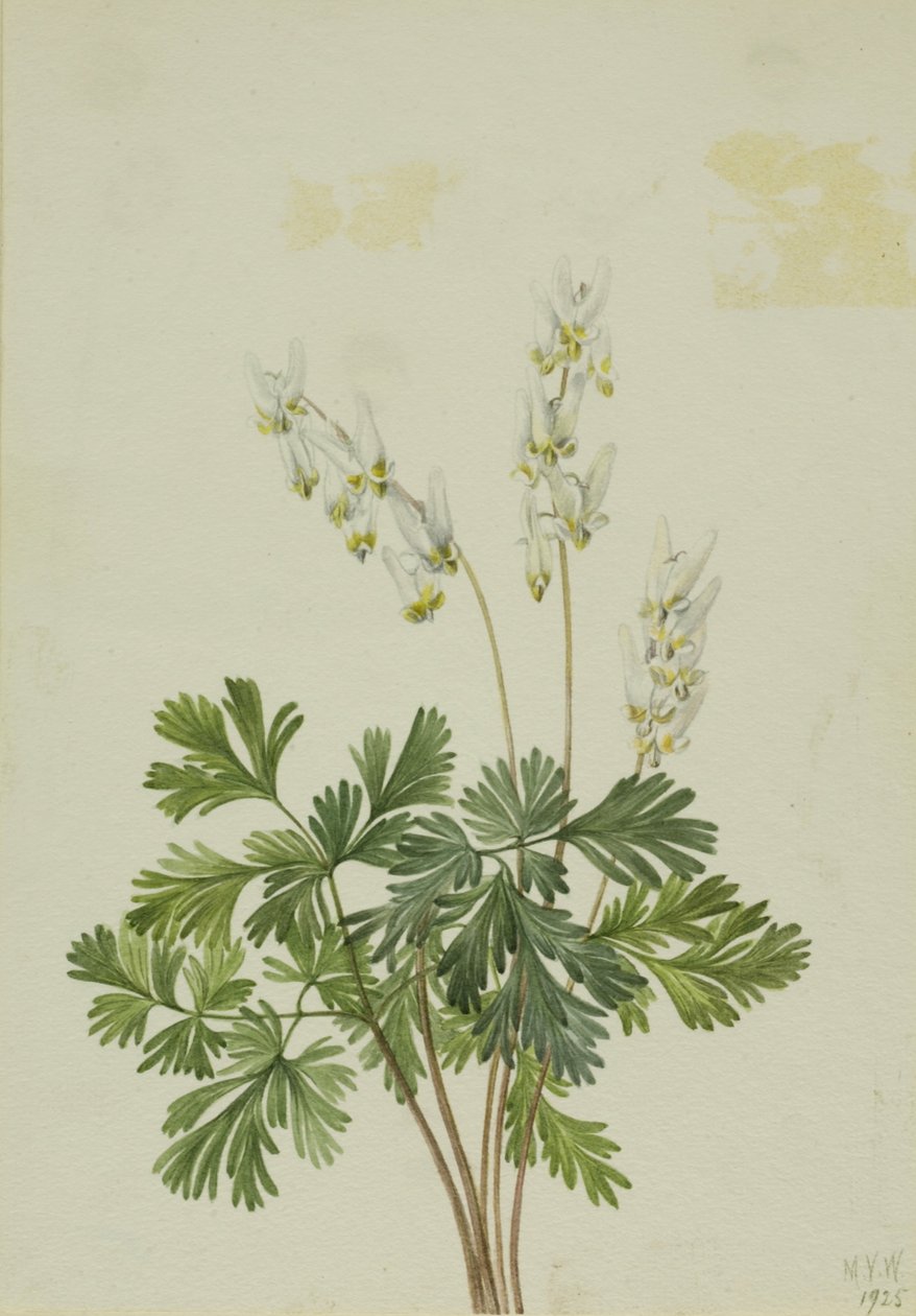 Holländerhosen (Bikukulla cucullaria) von Mary Vaux Walcott