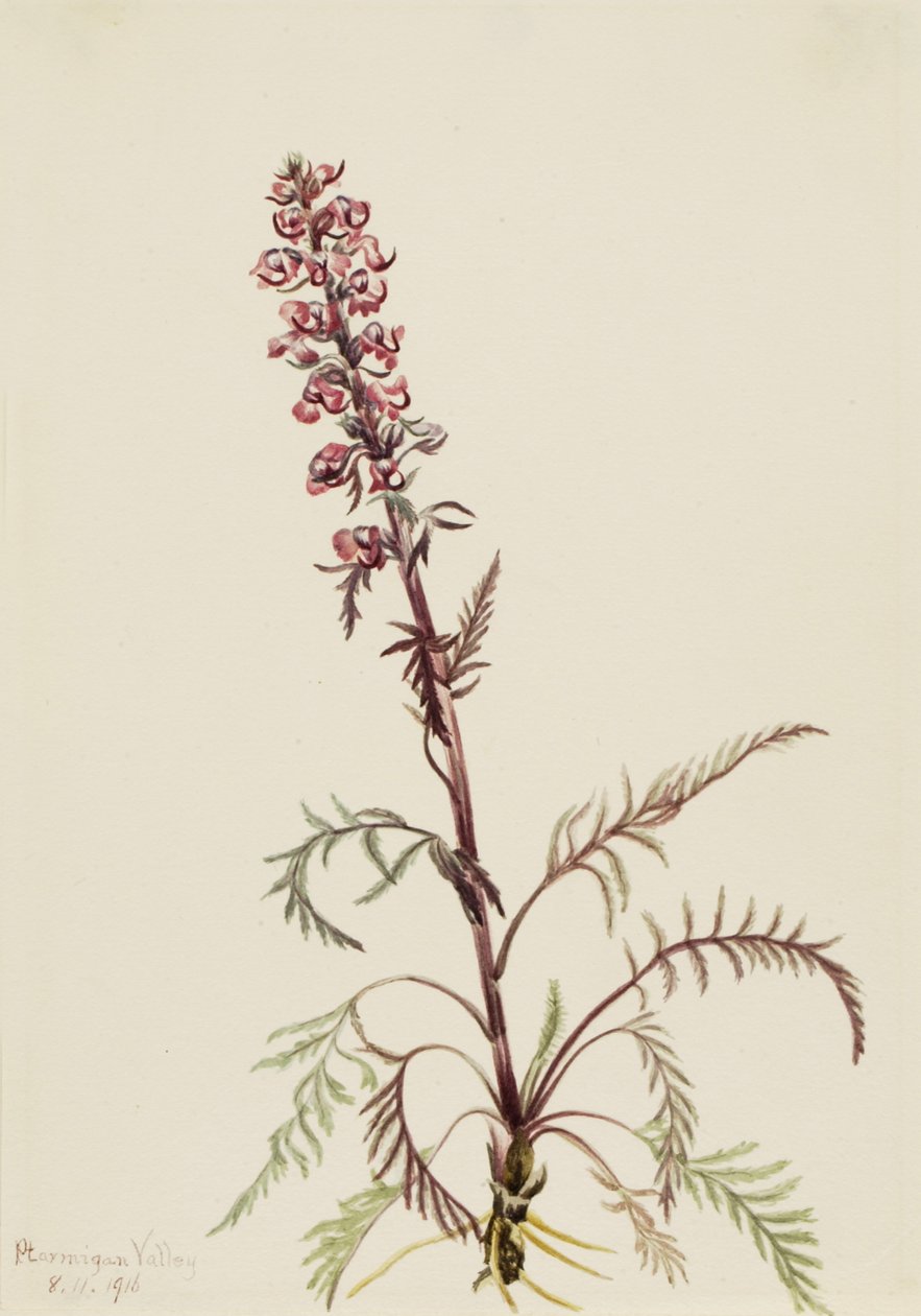 Elefantenkopf Pedicularis groenlandica, 1916 von Mary Vaux Walcott