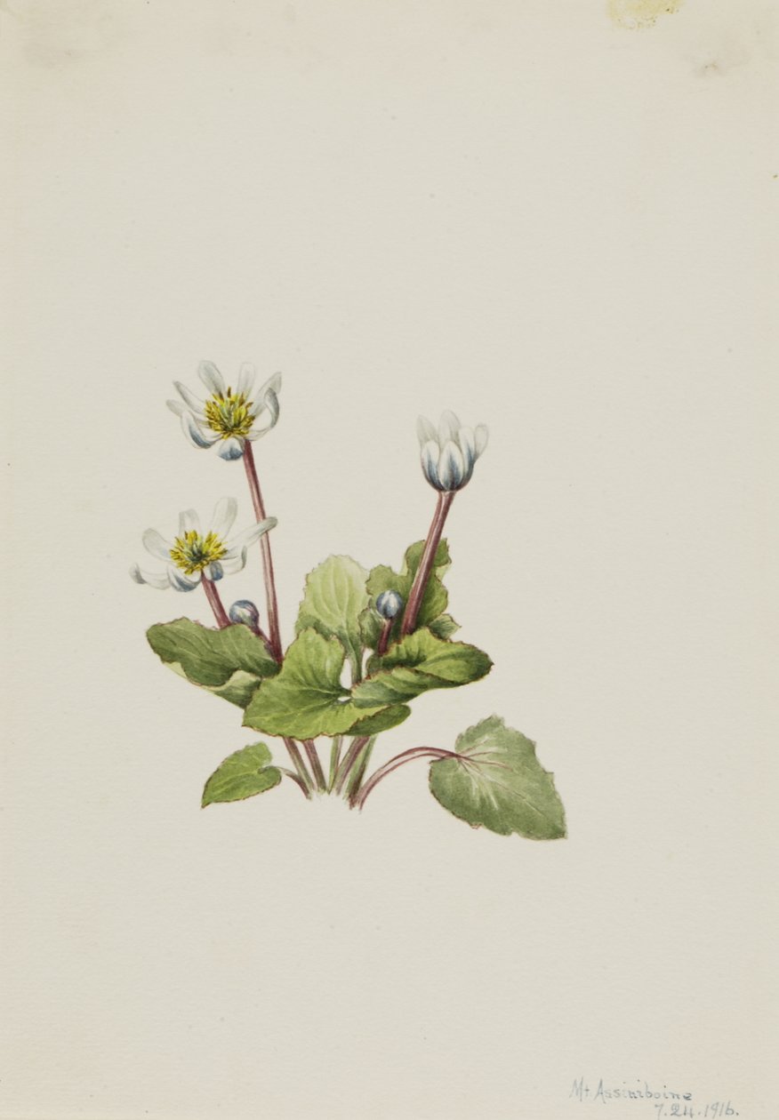 Elkslip Caltha leptosepala, 1916 von Mary Vaux Walcott