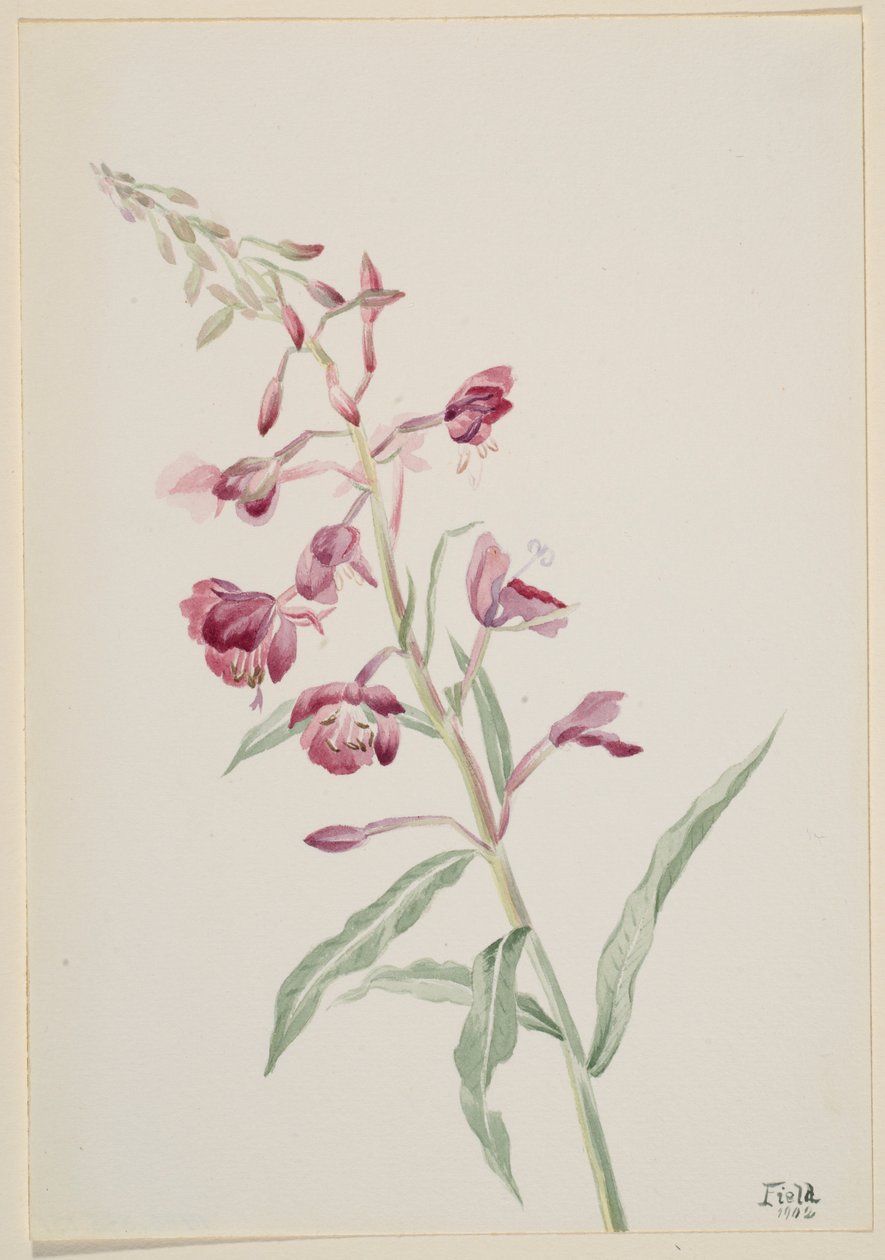 Schmalblättriges Weidenröschen (Epilobium angustifolium) von Mary Vaux Walcott