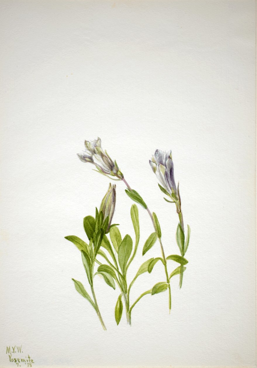 Enzian (Gentiana newberri) von Mary Vaux Walcott