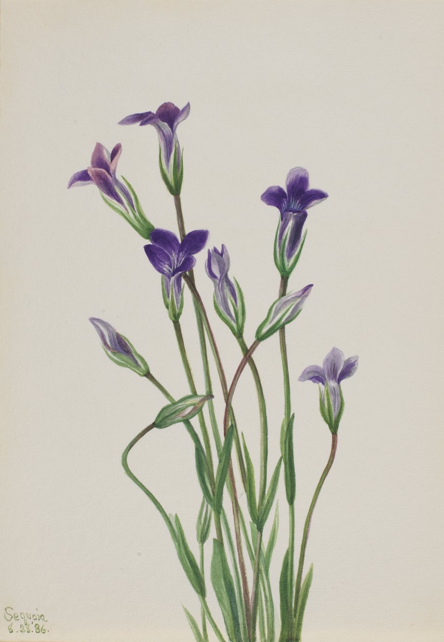 Enzian Gentiana holopetala, 1936 von Mary Vaux Walcott