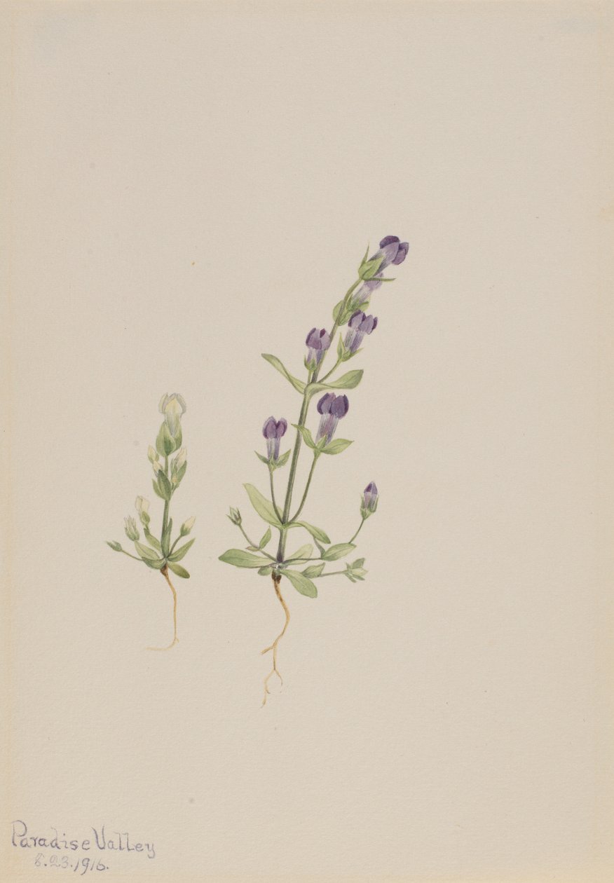 Gentiana propingua von Mary Vaux Walcott