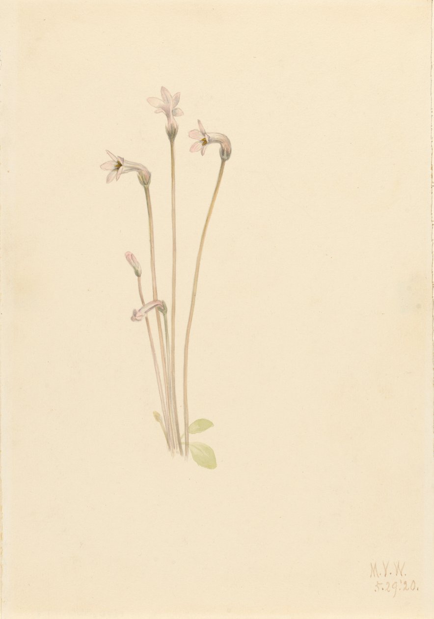 Geisterrohr Thalesia uniflora, 1920 von Mary Vaux Walcott