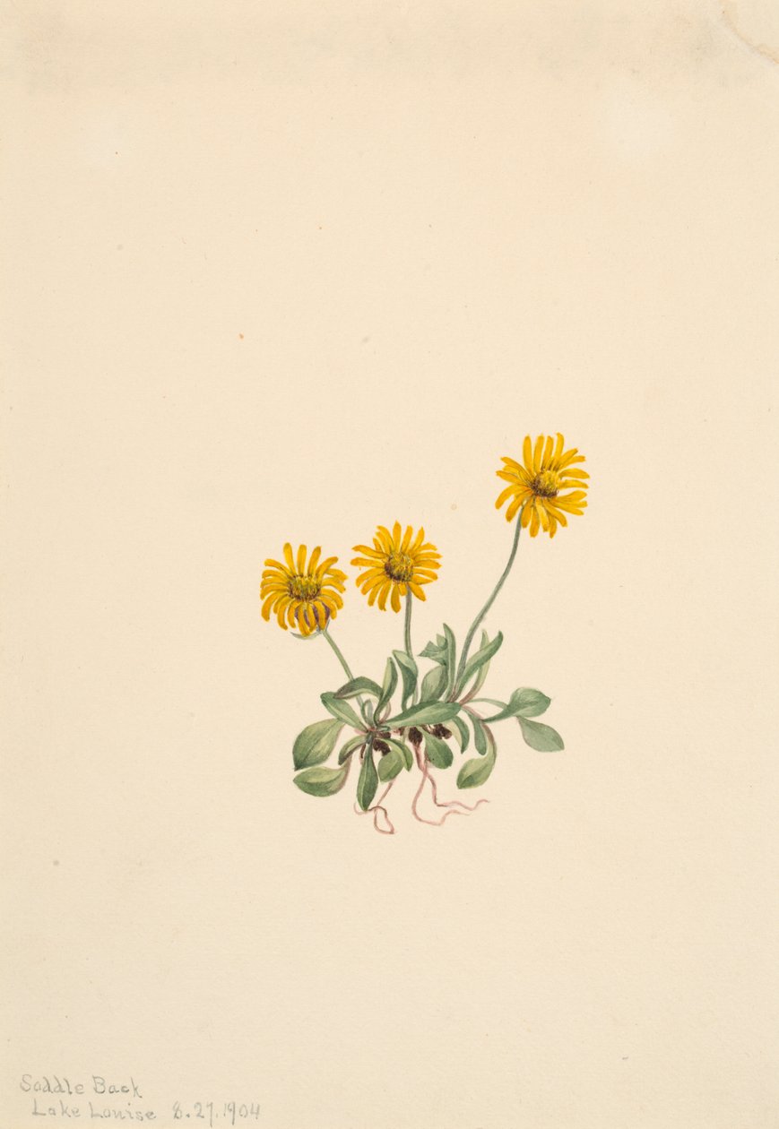 Goldenes Berufkraut Erigeron aureus, 1904 von Mary Vaux Walcott