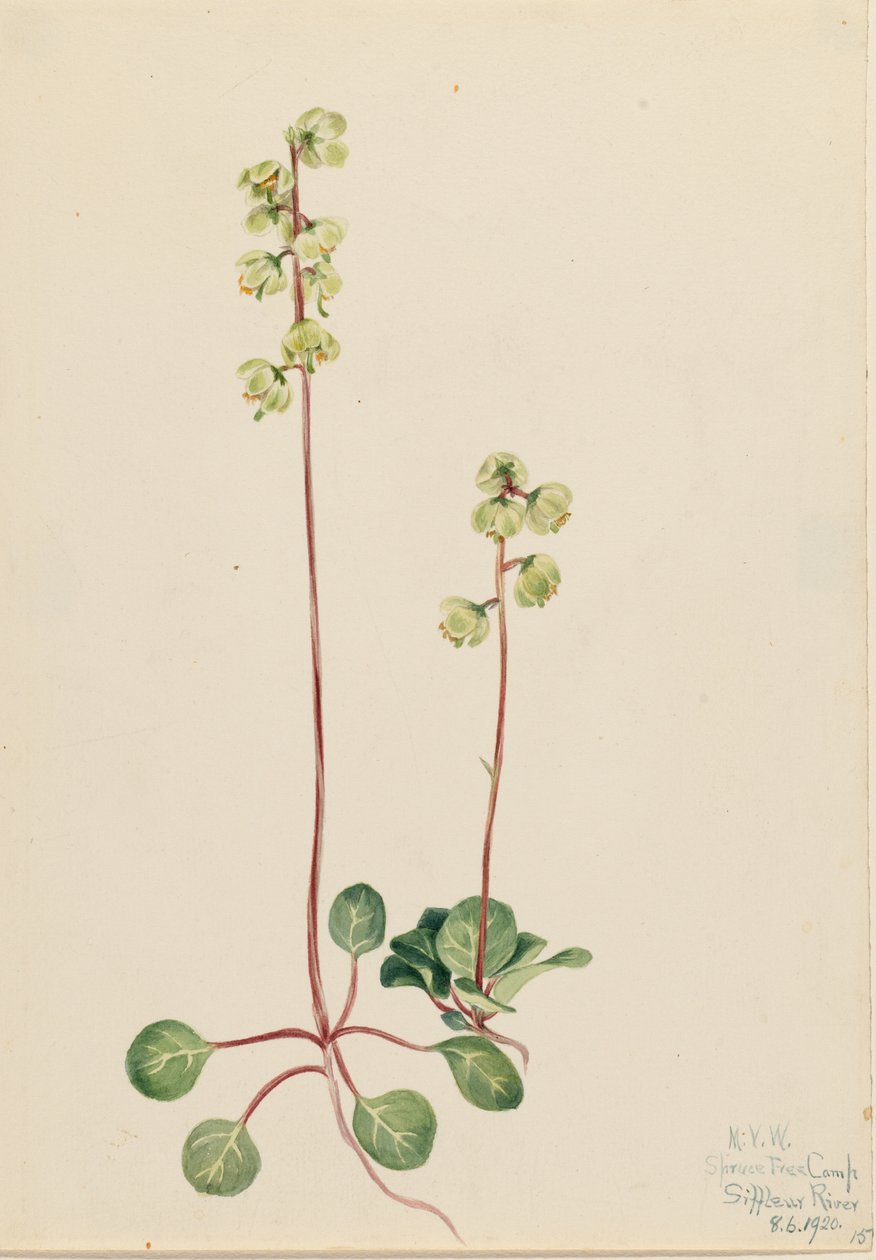 Grüne Pyrola (Pyrola chlorantha) von Mary Vaux Walcott