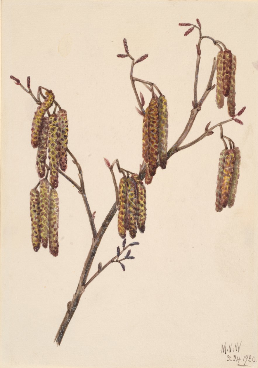 Erlenblättrige Erle Alnus regosa, 1920 von Mary Vaux Walcott