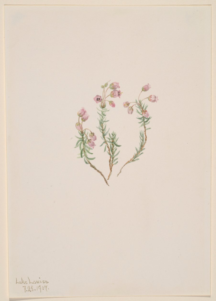 Heidekraut (Phyllodoce intermedia) von Mary Vaux Walcott