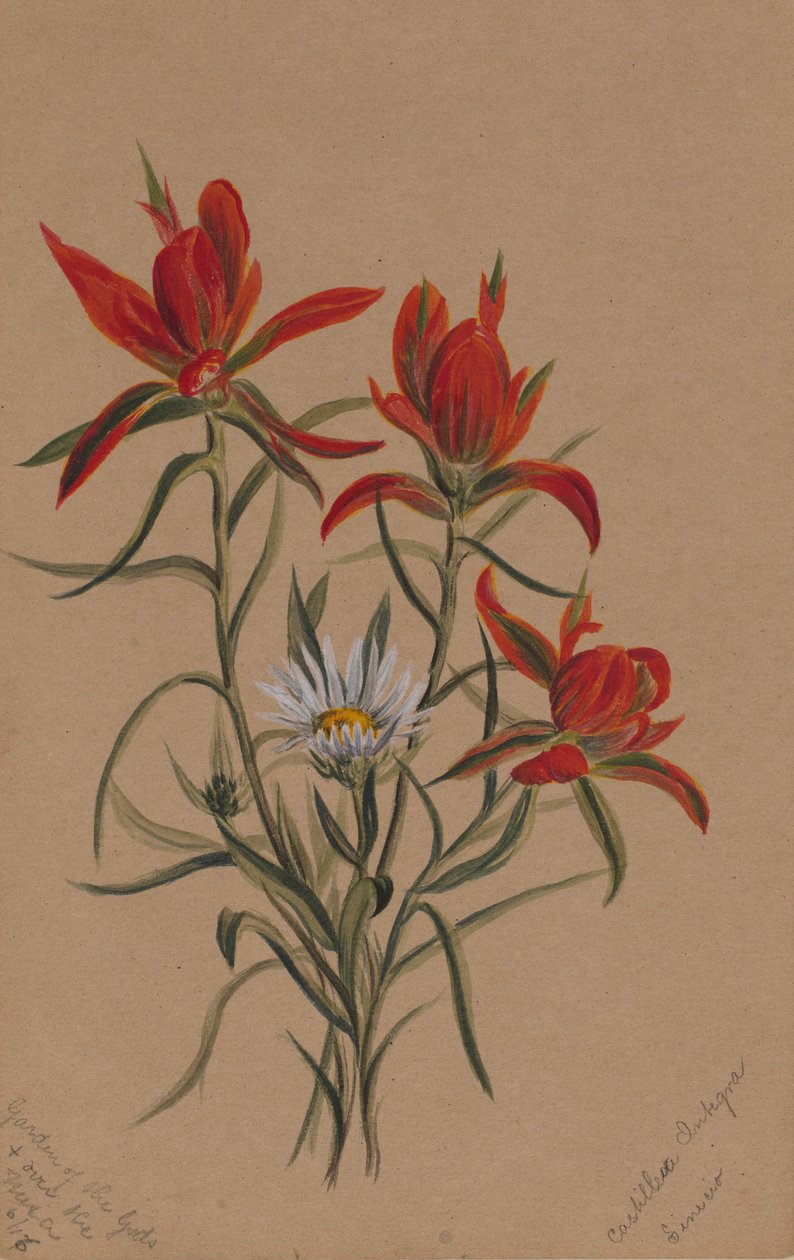 Indianer-Pinsel (Castilleja rhexifolia) von Mary Vaux Walcott