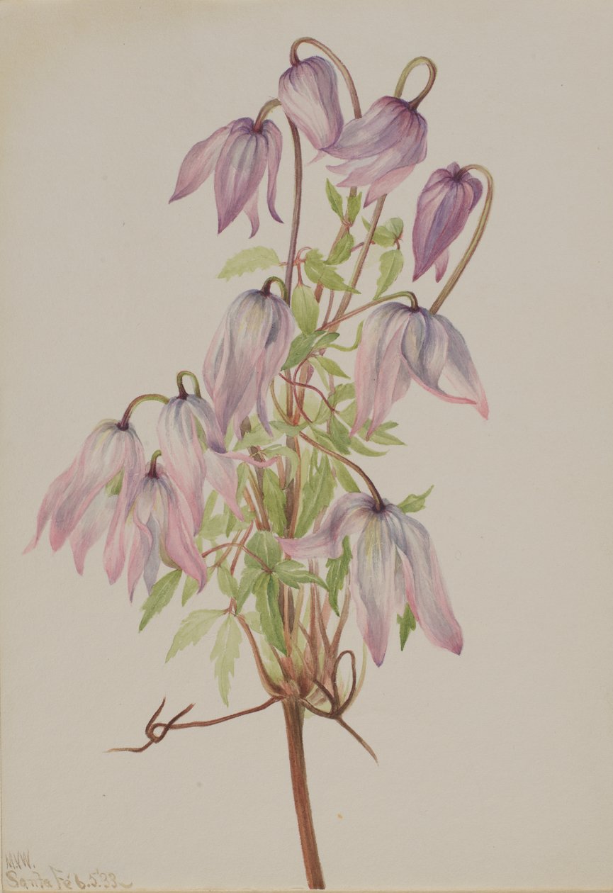 Jicarilla Clematis pseudoalpina, 1933 von Mary Vaux Walcott