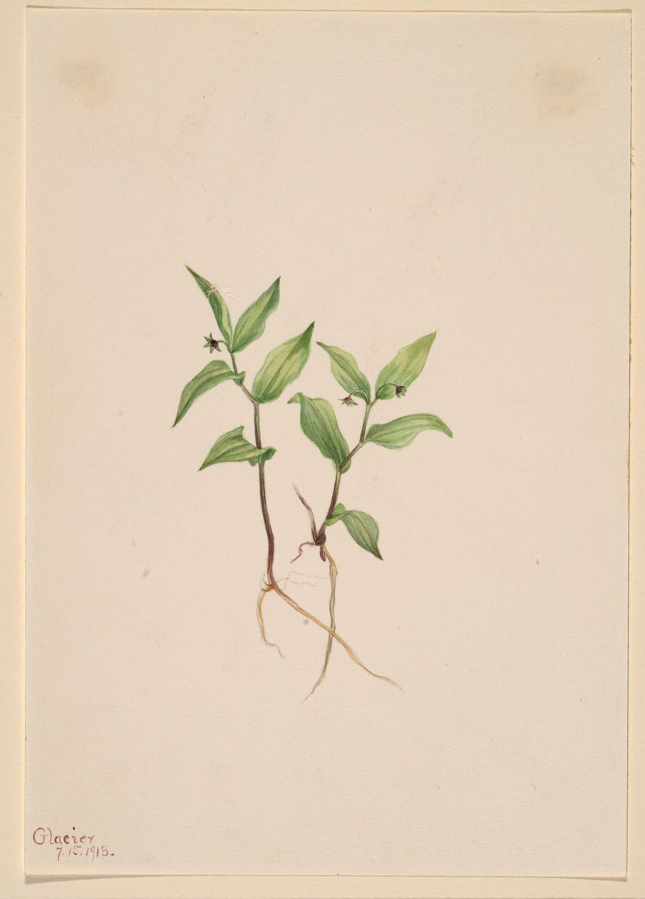 Kruhsea (Kruhsea streptopoides) von Mary Vaux Walcott