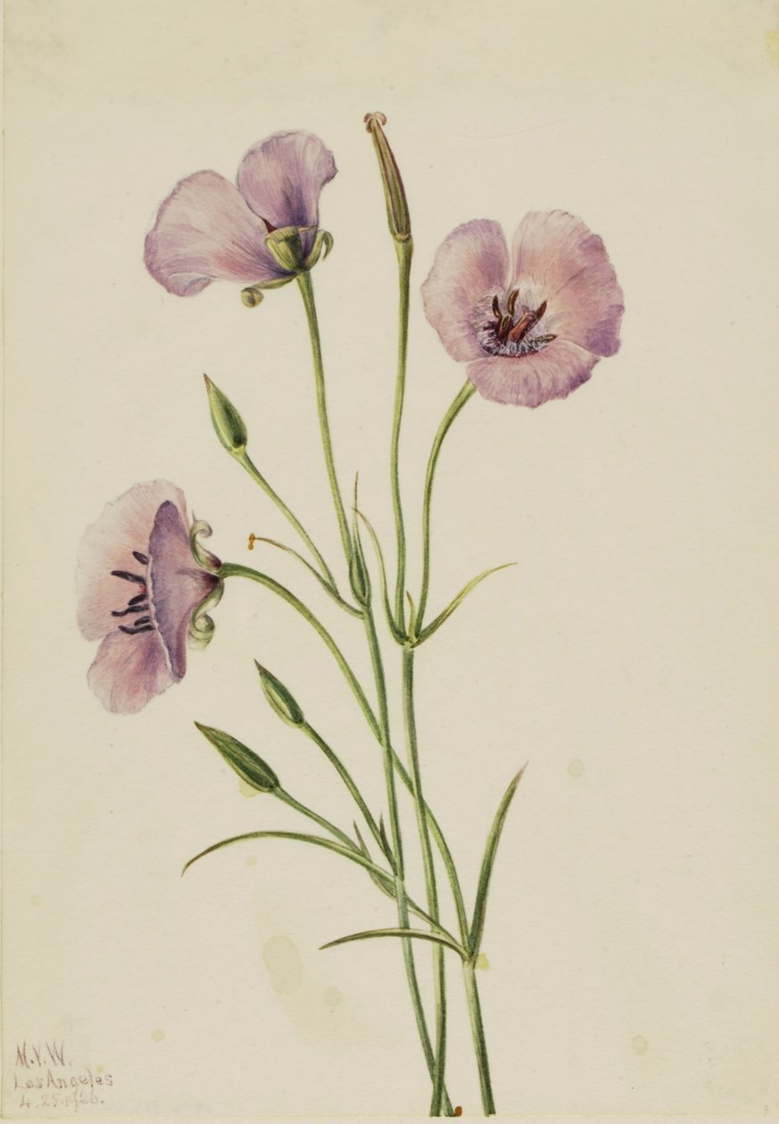 Flieder-Mariposa (Calochortus splendens) von Mary Vaux Walcott