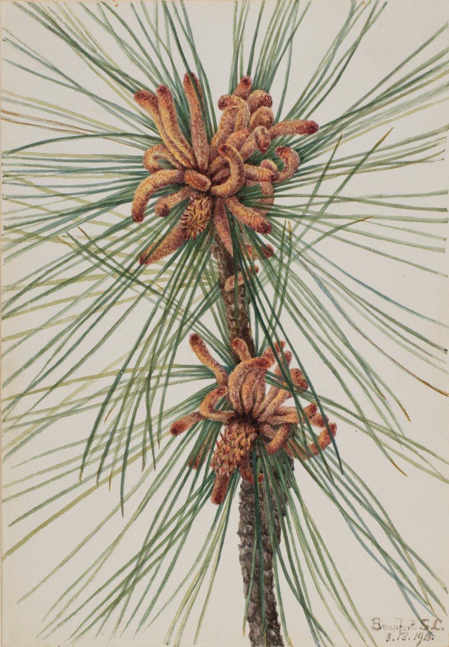Sumpf-Kiefer (Pinus taeda) von Mary Vaux Walcott