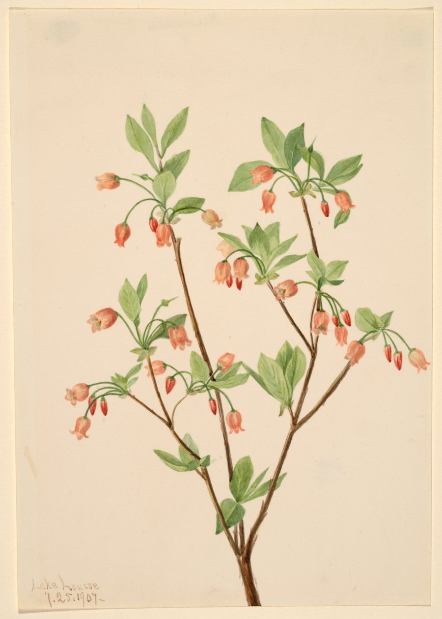 Menziesea (Menziesea glabella) von Mary Vaux Walcott