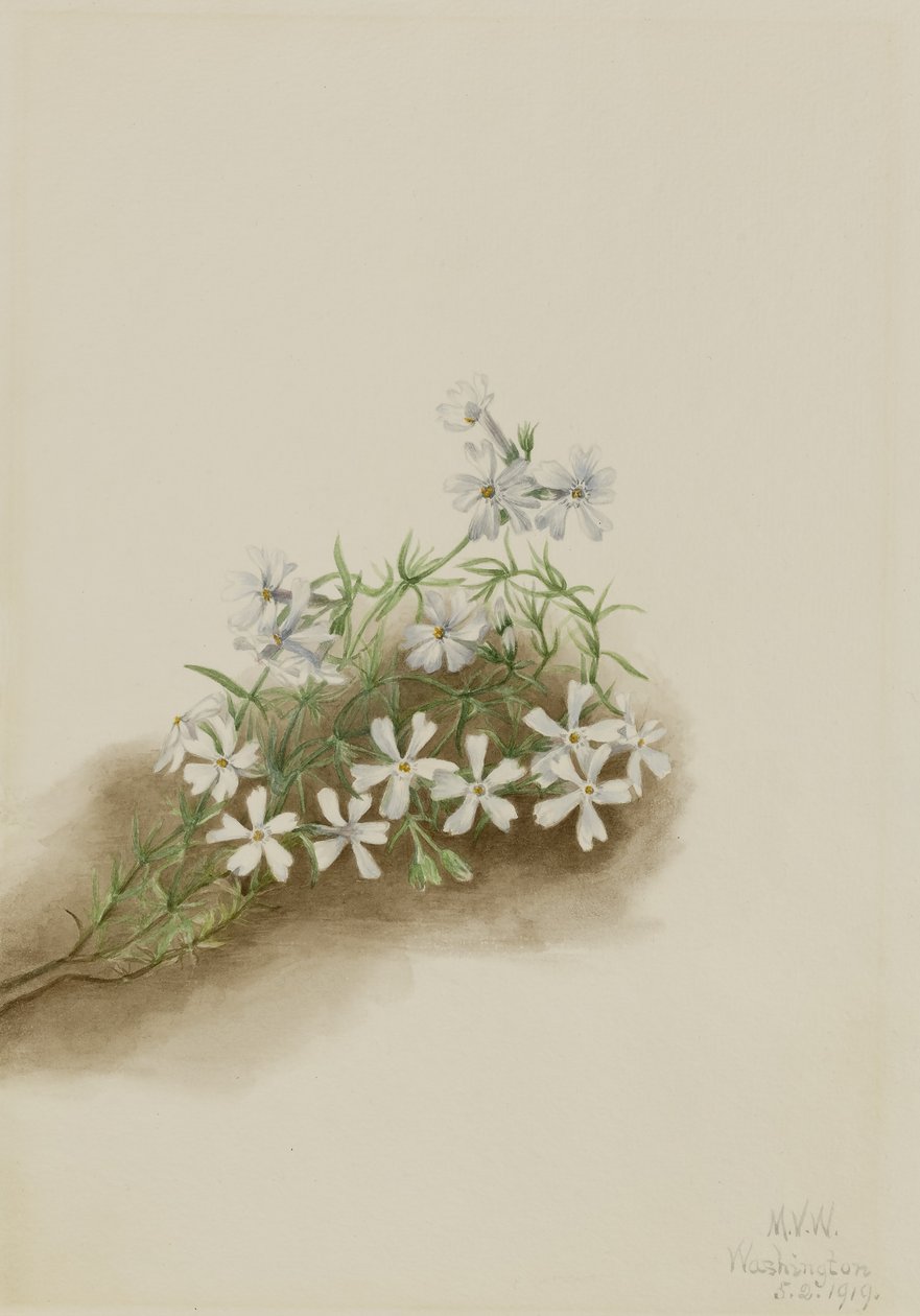 Moosrosa (Phlox subulata) von Mary Vaux Walcott