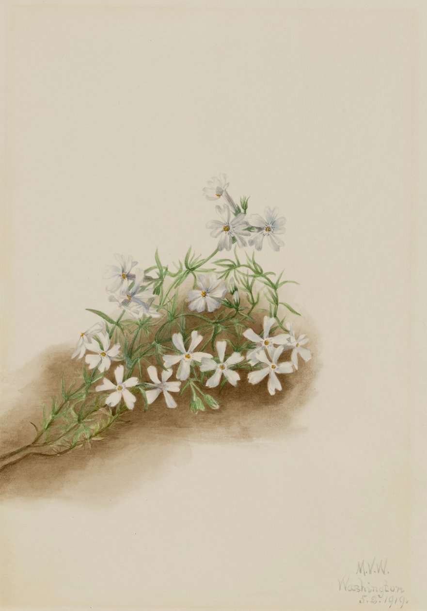 Moos-Phlox subulata, 1919 von Mary Vaux Walcott