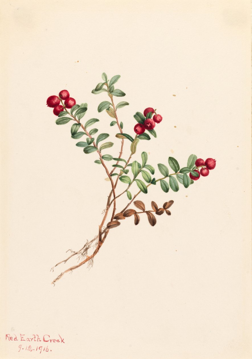 Bergpreiselbeere (Vaccinium vitisdaea minus) von Mary Vaux Walcott