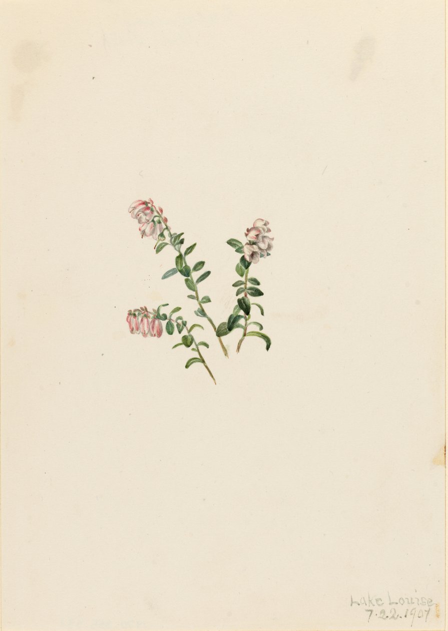 Bergpreiselbeere (Vaccinium vitisidaea minus) von Mary Vaux Walcott