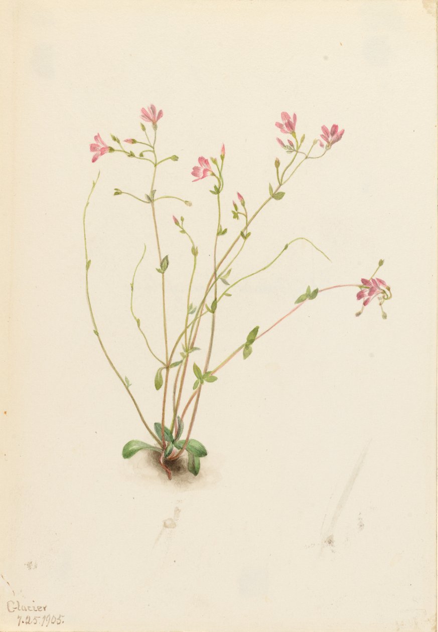 Naiad-Frühlingsschönheit (Claytonia parvifolia) von Mary Vaux Walcott