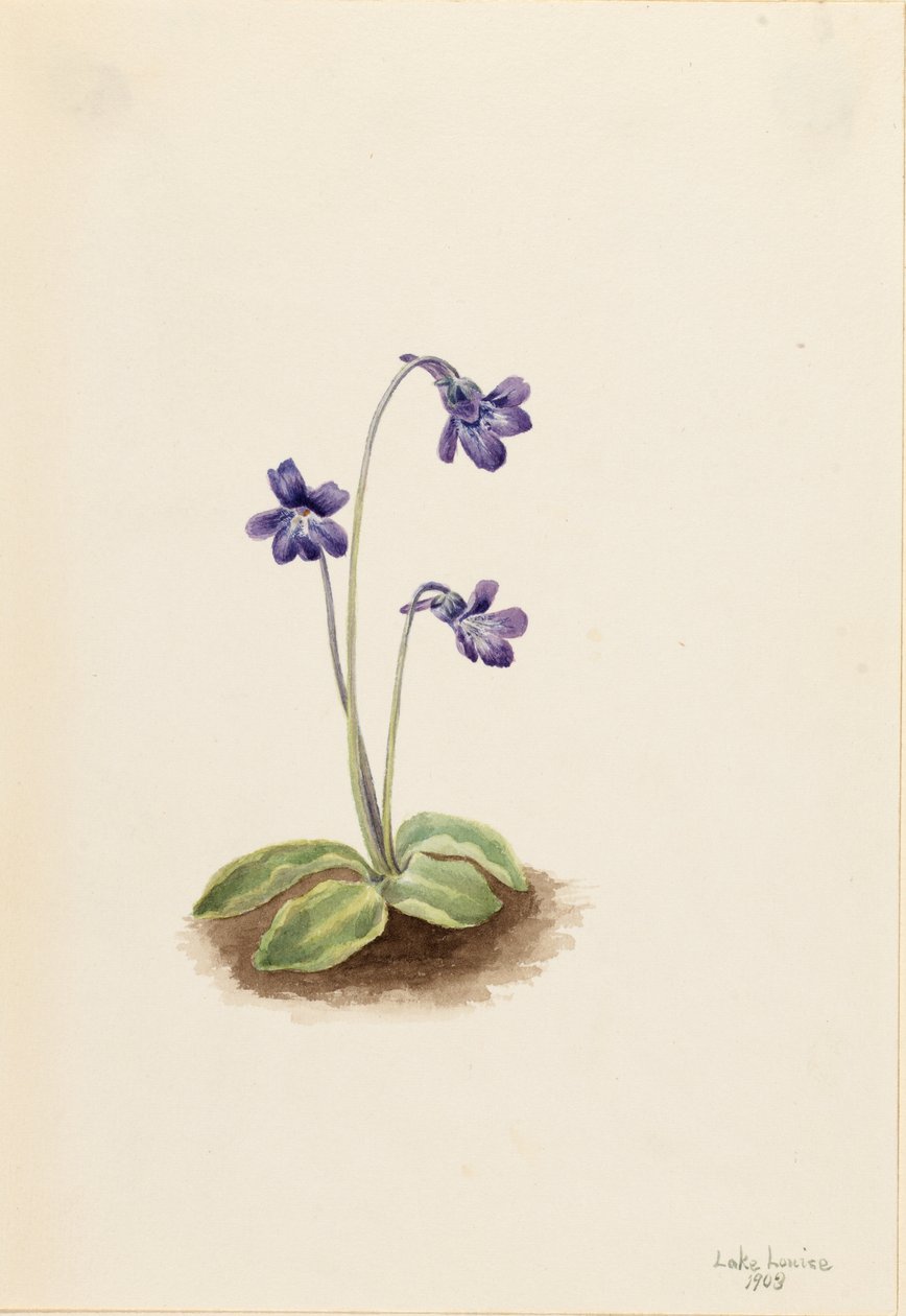Gewöhnliches Fettkraut (Pinguicula vulgaris) von Mary Vaux Walcott