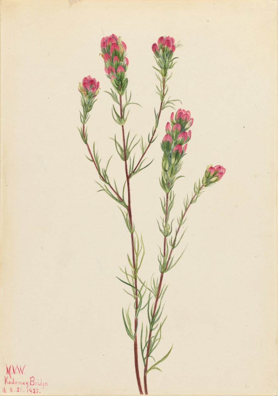 Eulen-Klee (Orthocarpus tenuifolius) von Mary Vaux Walcott