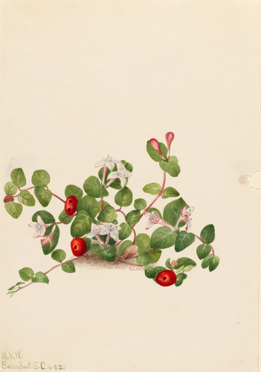 Partridgeberry (Mitchella repens) von Mary Vaux Walcott