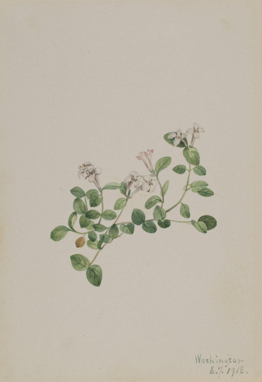 Partridgeberry Mitchella repena, 1918 von Mary Vaux Walcott