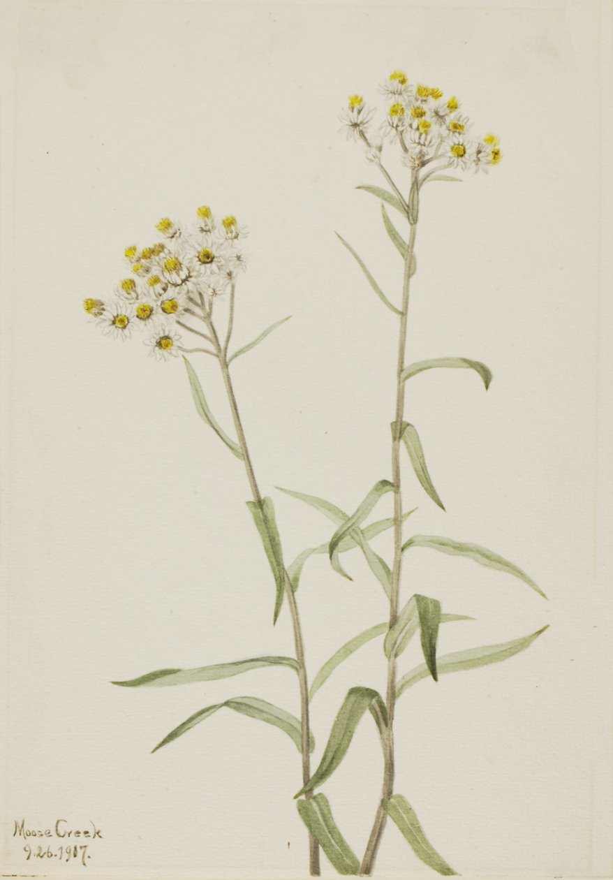 Perl-Edelweiß (Anaphalis margaritacea) von Mary Vaux Walcott