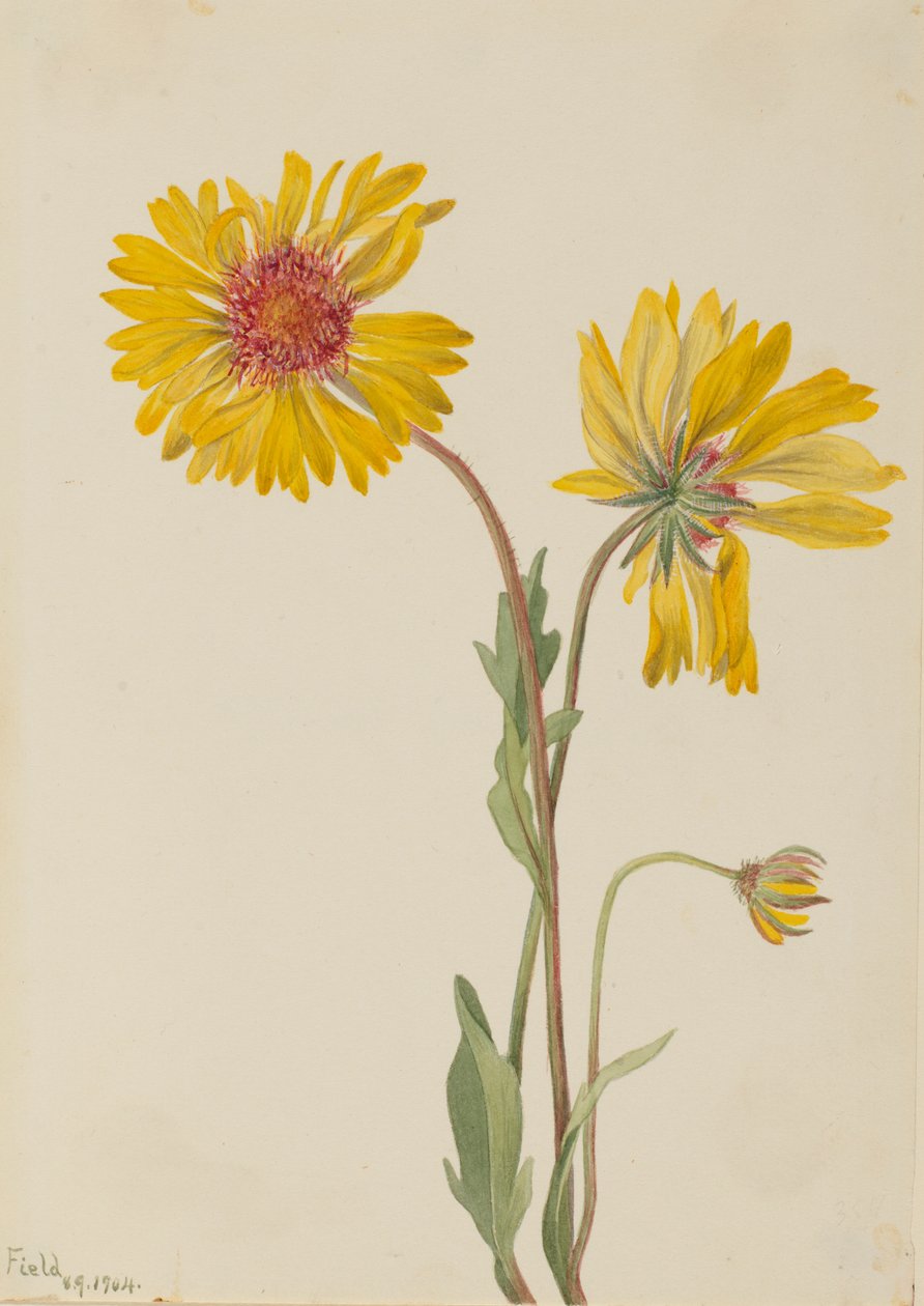 Mehrjährige Gaillardia (Gaillardia aristata) von Mary Vaux Walcott