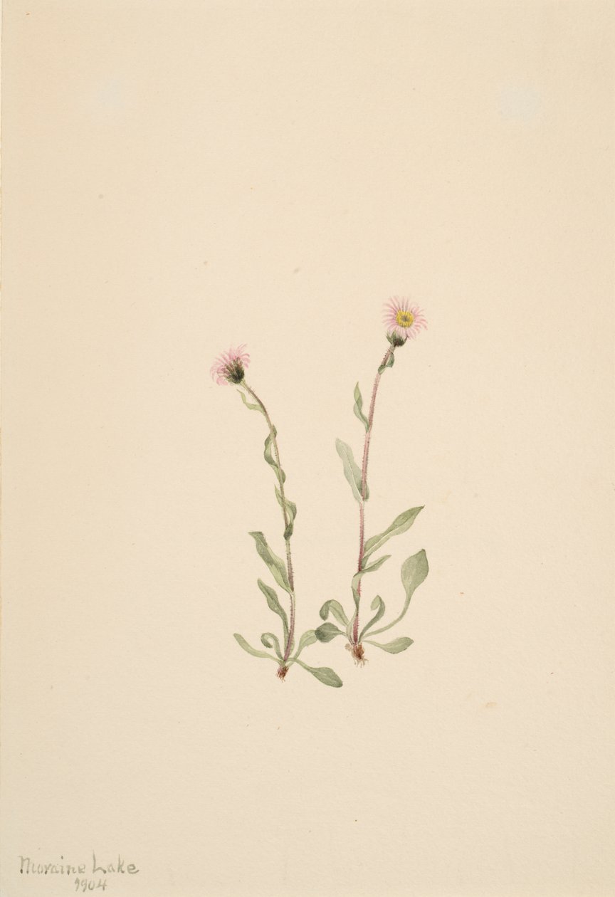 Rosa Berufkraut, 1904 von Mary Vaux Walcott