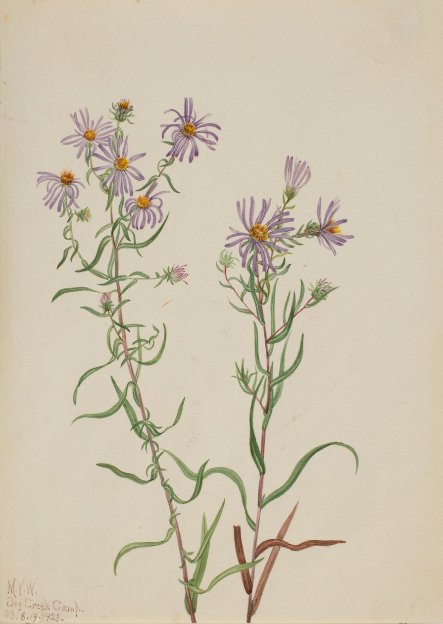 Prärie-Aster (Aster campestris) von Mary Vaux Walcott
