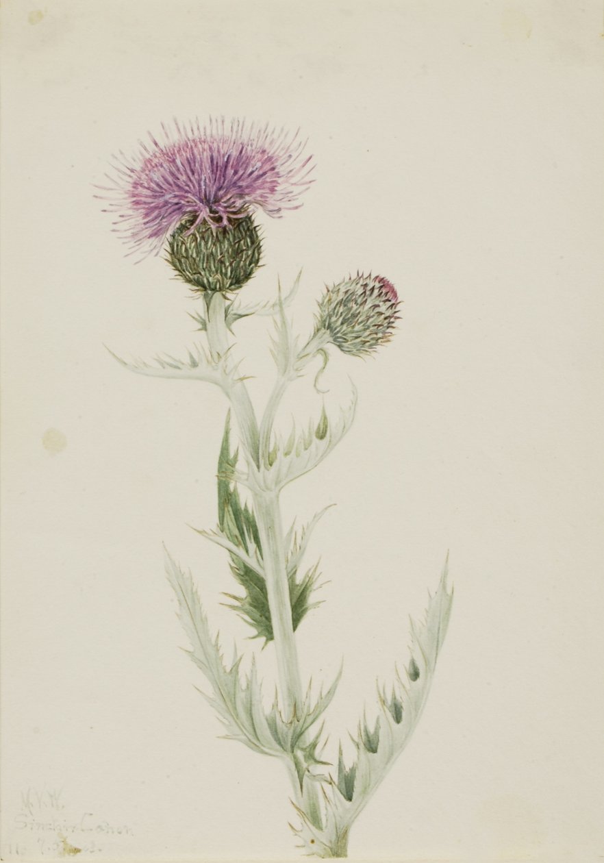 Prärie-Distel (Cirsium undulatum) von Mary Vaux Walcott