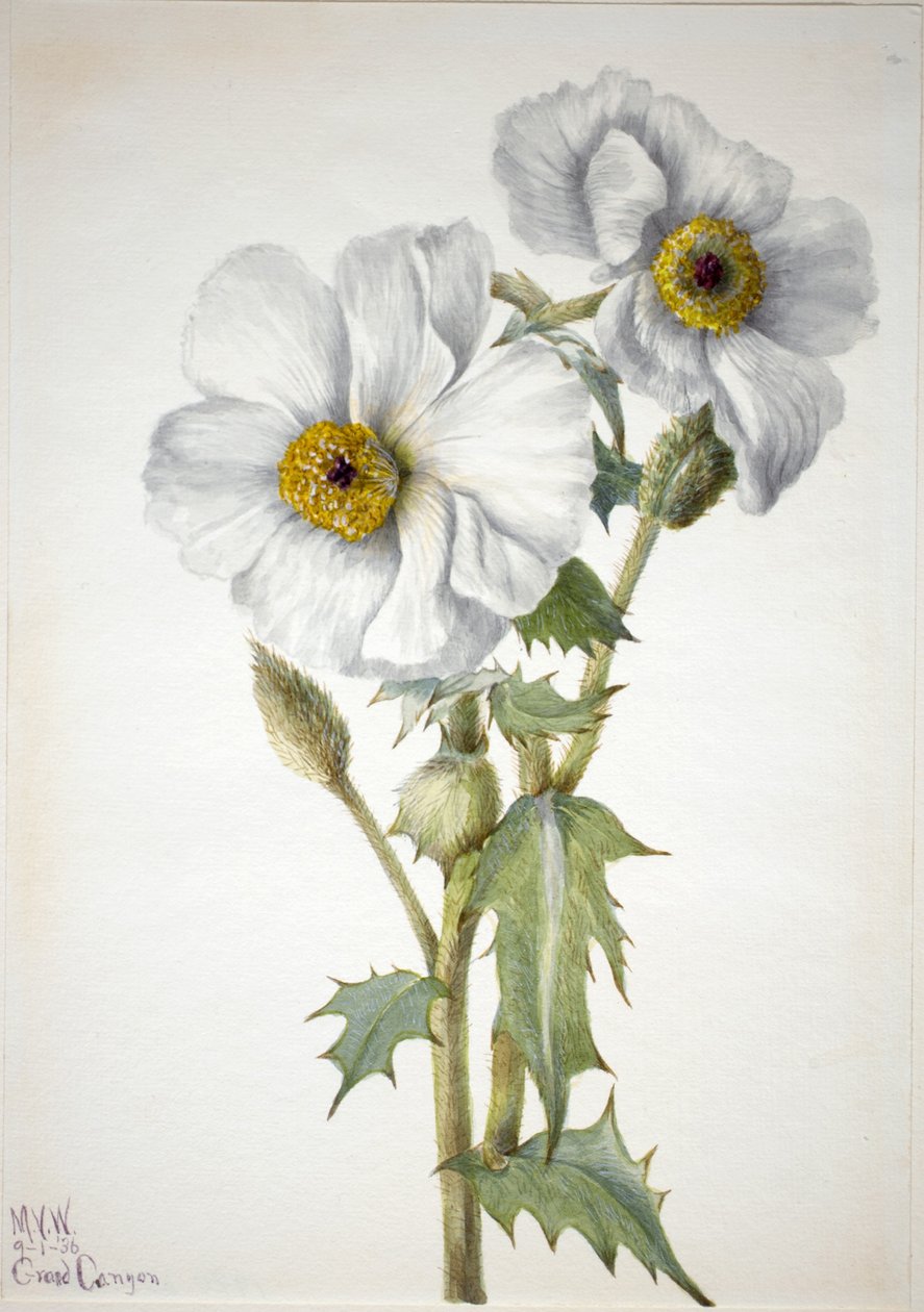 Stachelmohn (Argemone hispeda) von Mary Vaux Walcott