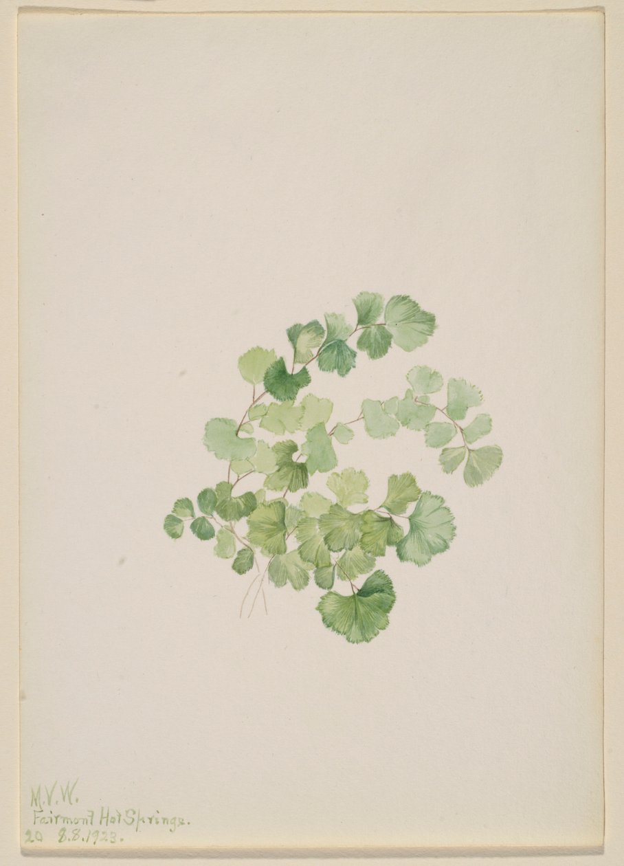 Puccoon (Lithospermum ruderale) von Mary Vaux Walcott